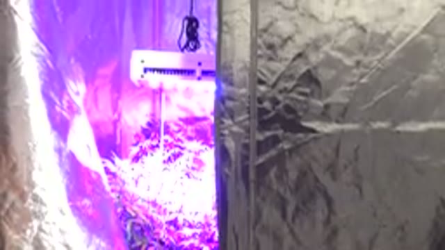 WESTMINSTER COLORADO-2015: A Room With Purple Light and Plants Growing Inside