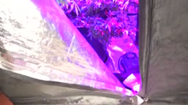 WESTMINSTER COLORADO-2015: Various Plants Covered Under Purple Light