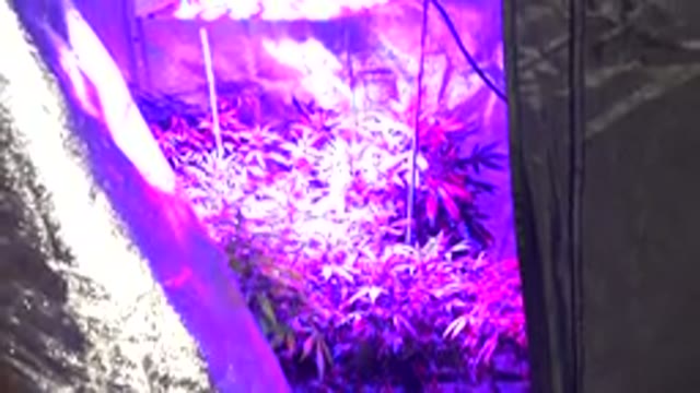 WESTMINSTER COLORADO-2015: Growing Plantation With Violet Light Over It In Dark