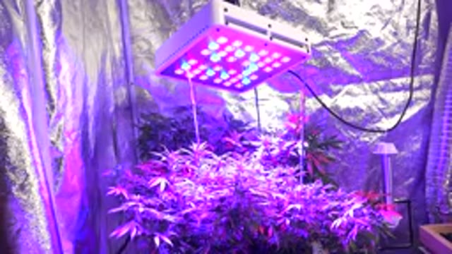 WESTMINSTER COLORADO-2015: An Artwork With Purple Lights Shining From The Tree