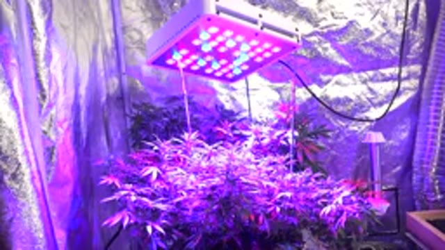 WESTMINSTER COLORADO-2015: People Using Technology In Their Greenhouses