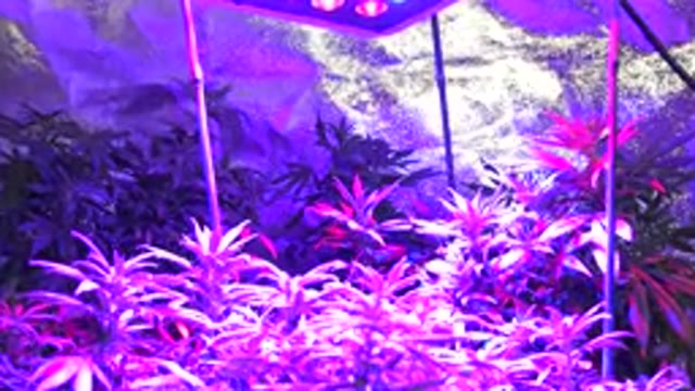 WESTMINSTER COLORADO-2015: Cannabis Plants Growing Under Light In A Grow Room