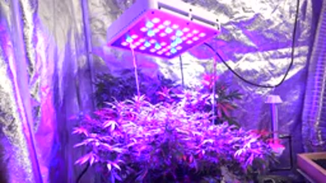 WESTMINSTER COLORADO-2015: Cannabis Hemp Plant Growing Under A UV Light In