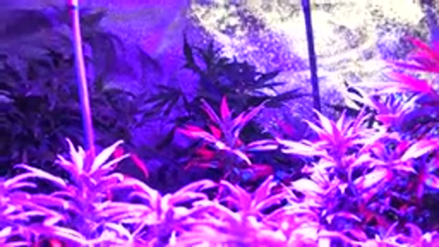 WESTMINSTER COLORADO-2015: Zoom On The Top Of A Marijuana Plant In A Greenhouse