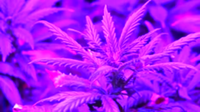 WESTMINSTER COLORADO-2015: Beautiful Purple Plant Being Filmed