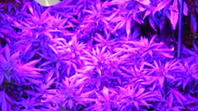 WESTMINSTER COLORADO-2015: A Marijuana Greenhouse With Violet Lights And Lot Of