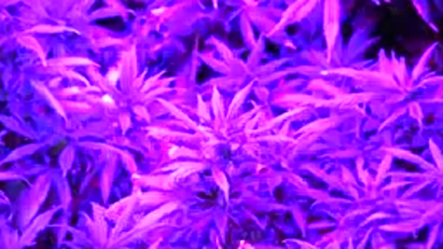 WESTMINSTER COLORADO-2015: Close Up Plants Growing Under LED Grow Light