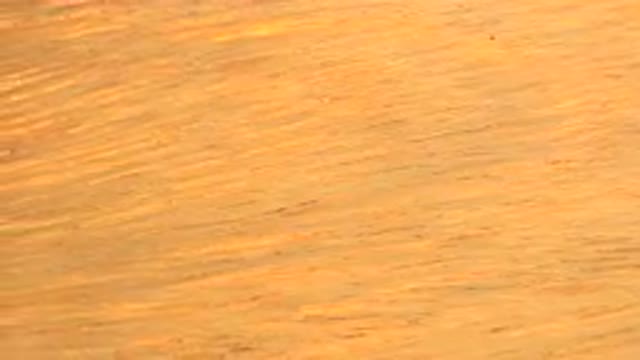 WESTMINSTER COLORADO-2015: Rotating Wood Peace Presentation Color of Yellow