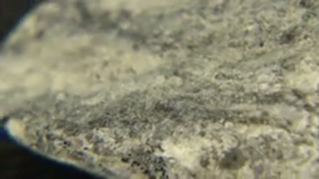 WESTMINSTER COLORADO-2015: The Texture Of Some Stones Is Very Different And You