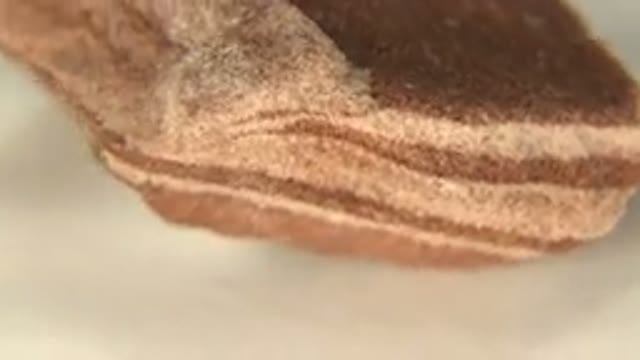 WESTMINSTER COLORADO-2015: A Brown Rock With Tan Rings Spinning Around On A