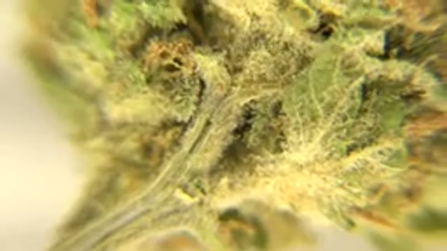 WESTMINSTER COLORADO-2015: Microscopic Look Into A Green Leaf As The Camera Pans