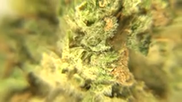 WESTMINSTER COLORADO-2015: A Close-Up Record Of A Marijuana Plant When It's Germinating