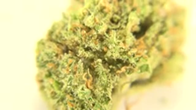 WESTMINSTER COLORADO-2015: Marijuana Flower In A Close Up Shot Spinning Around