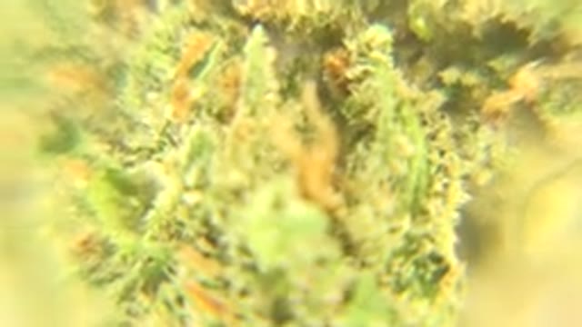 WESTMINSTER COLORADO-2015: Inspection Of Microscopic Particle