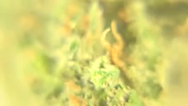 WESTMINSTER COLORADO-2015: Look Under A Microscope And See If You Can Name That