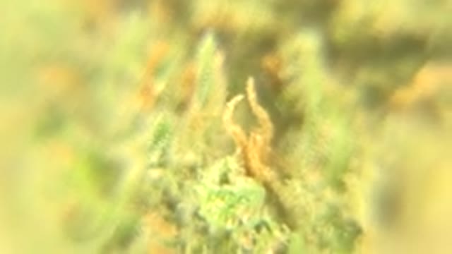 WESTMINSTER COLORADO-2015: Microscope Camera Zooming In and Attempting to Focus