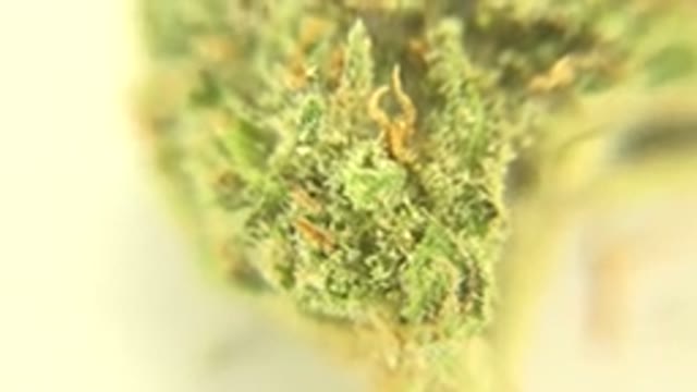 WESTMINSTER COLORADO-2015: A Green And Orange Marijuana Zoomed In Under UV Lights