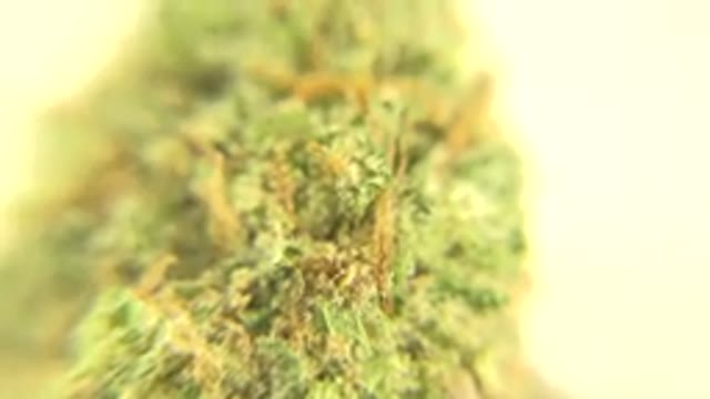 WESTMINSTER COLORADO-2015: Plant Weed Green Drugs Marijuana Earth Spots White