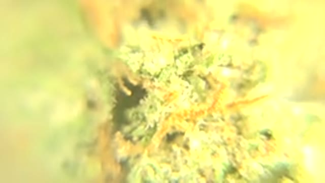 WESTMINSTER COLORADO-2015: Close Up Shot Of Cannabis Marijuana Green Buds Orange