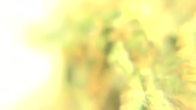 WESTMINSTER COLORADO-2015: Magnified Examination Of A Plant