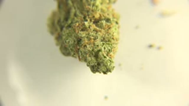 WESTMINSTER COLORADO-2015: Close Up And Zooming Shot Of Cannabis Or Hemp