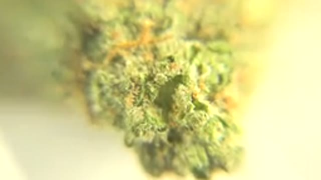 WESTMINSTER COLORADO-2015: Green And Healthy Marijuana Plant