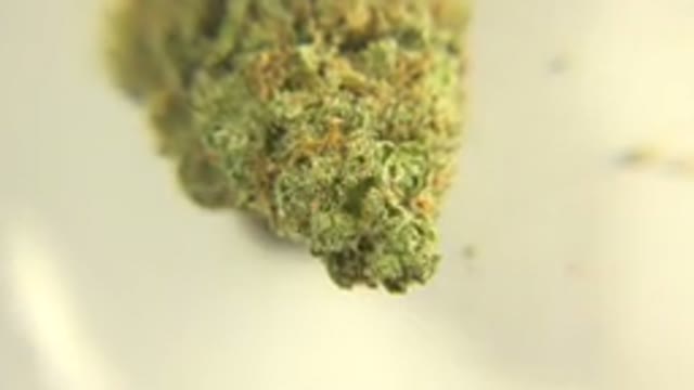 WESTMINSTER COLORADO-2015: Zooming In Helps The Viewer See Many Different Colors