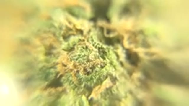 WESTMINSTER COLORADO-2015: Microscopic Close Up of Orange and Yellow Clothing Fibers