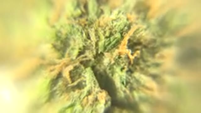 WESTMINSTER COLORADO-2015: Close Up Rotating Dried Green and Orange Cannabis