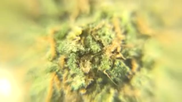 WESTMINSTER COLORADO-2015: Up Close Marijuana Bud