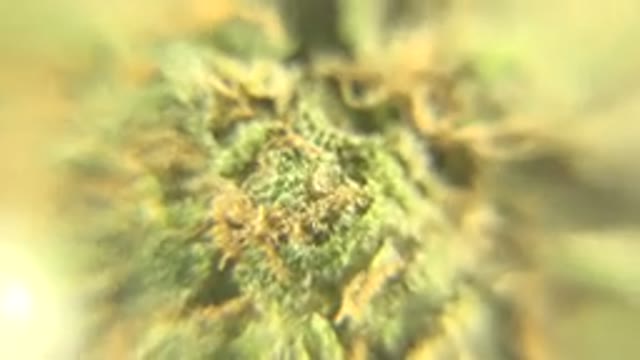 WESTMINSTER COLORADO-2015: Close Up Of Cannabis Plant Spinning Around In A