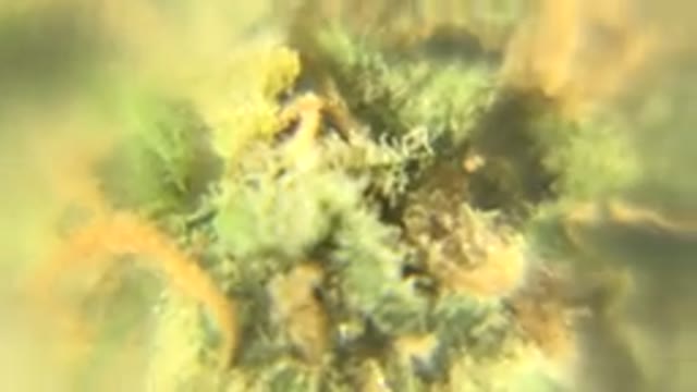 WESTMINSTER COLORADO-2015: Close Up Rotating Dried Green and Orange Plant