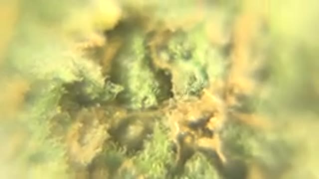 WESTMINSTER COLORADO-2015: Close Up Rotating Dried Green and Orange Cannabis