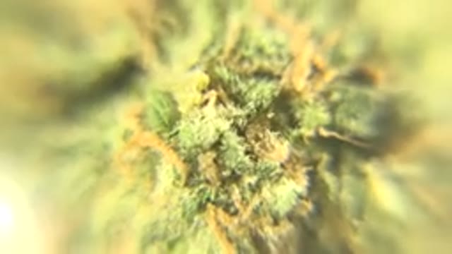 WESTMINSTER COLORADO-2015: Spinning Dank Sticky Weed Closeup Magnified