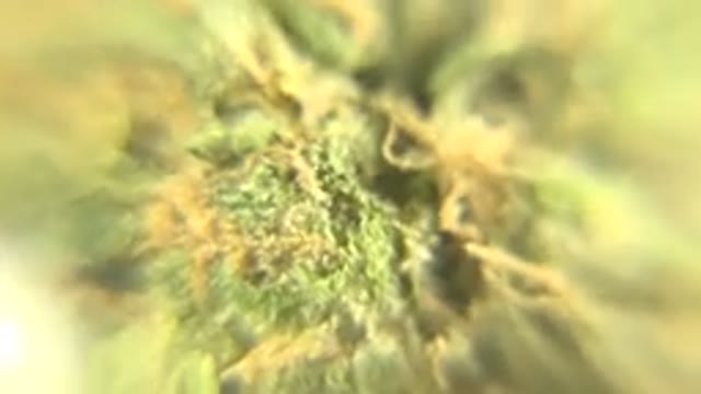 WESTMINSTER COLORADO-2015: A Blurred Spinning Green Object