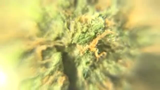 WESTMINSTER COLORADO-2015: A Piece of Rotating Green Gem