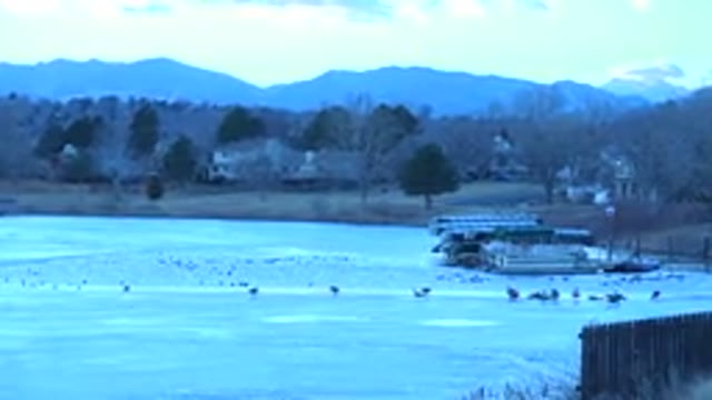 WESTMINSTER COLORADO-2015: A Large Amount Of Ducks Floating In A Medium Body Of Water