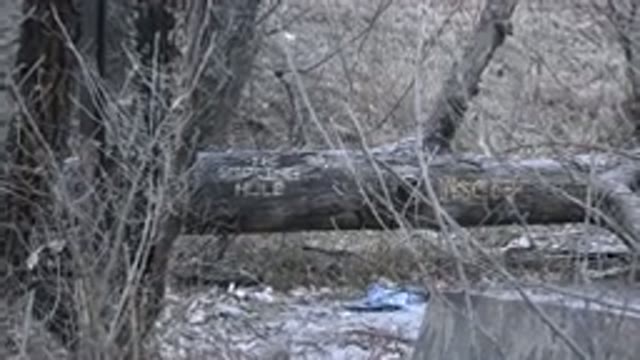 DENVER COLORADO-2015: A Uprooted Tree Trunk Fallen On Ground In The Deep Forest