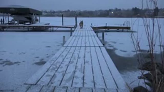 WESTMINSTER COLORADO-2015: Dog Running On The Pier Of A Frozen River During Winter