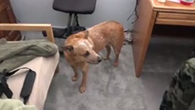 WESTMINSTER COLORADO-2015: Brown Dog Stands On Light Grey Carpet Looking At