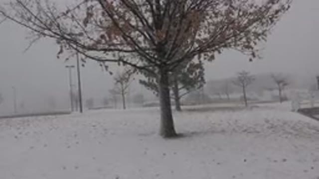 WESTMINSTER COLORADO-2015: Trees Standing in Windy and Snowy Grey