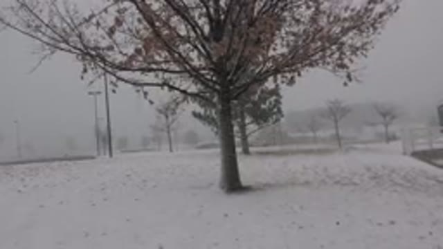 WESTMINSTER COLORADO-2015: Lone Tree Blowing in Wind and Snow