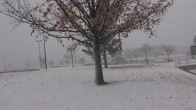 WESTMINSTER COLORADO-2015: A Tree Next To A Building During Winter When It Is Snowing