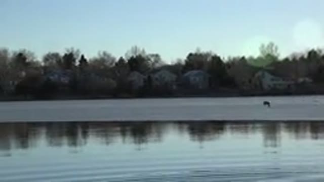 WESTMINSTER COLORADO-2015: Seagull Flies Over Lake With Houses and Trees