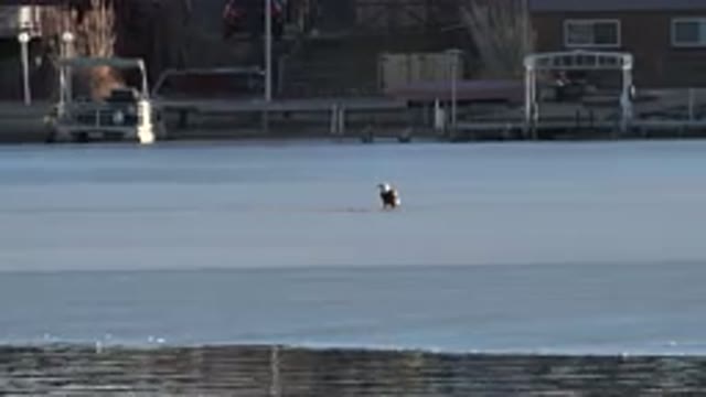WESTMINSTER COLORADO-2015: Eagle in Snow Floor Winter Animal Life City Gray
