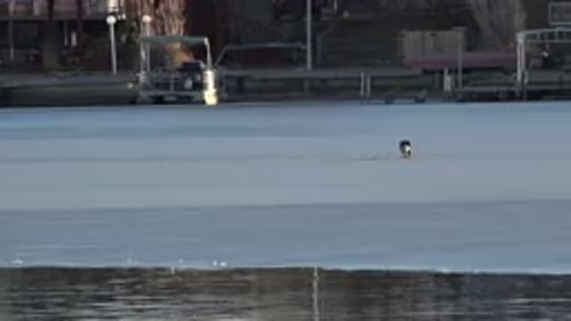 WESTMINSTER COLORADO-2015: Animal At The Docks With Frozen River