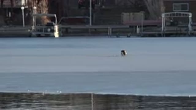 WESTMINSTER COLORADO-2015: Lonely Wild Bird Looking For Food In The Middle Of A Frozen Lake