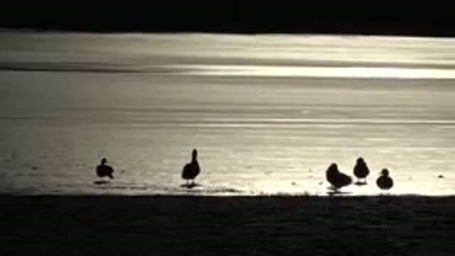 WESTMINSTER COLORADO-2015: Flock Of Wild Birds Basking In The Sun And Resting By Lake