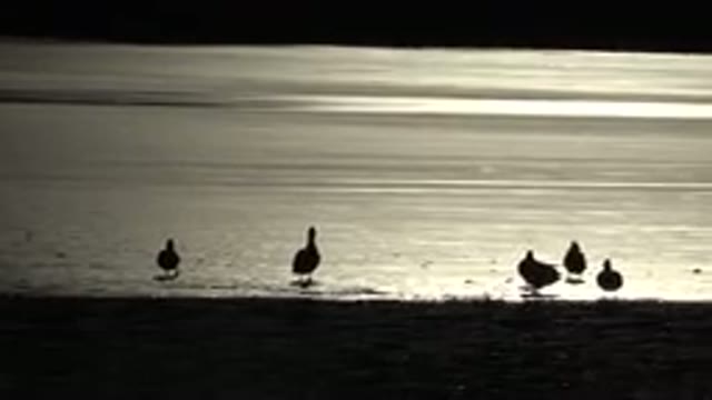 WESTMINSTER COLORADO-2015: Ducks On The Beach At Sunset Wading In The Tidal Zone