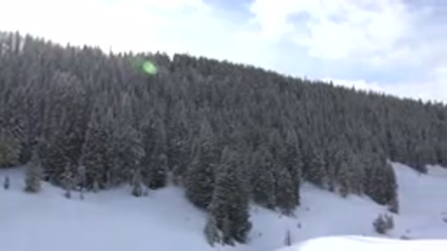 CRESTED BUTTE COLORADO-2015: Snowy Mountain Full Of Christmas Trees